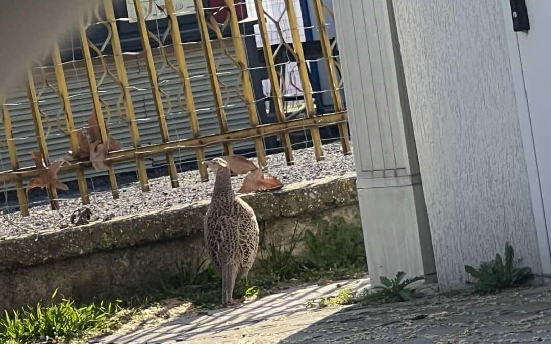 ИНТЕРЕСЕН ГОСТ СЕ ПОЯВИ НА СТАДИОНА В КВ. „КОЛЬО ГАНЧЕВ“