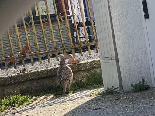 ИНТЕРЕСЕН ГОСТ СЕ ПОЯВИ НА СТАДИОНА В КВ. „КОЛЬО ГАНЧЕВ“